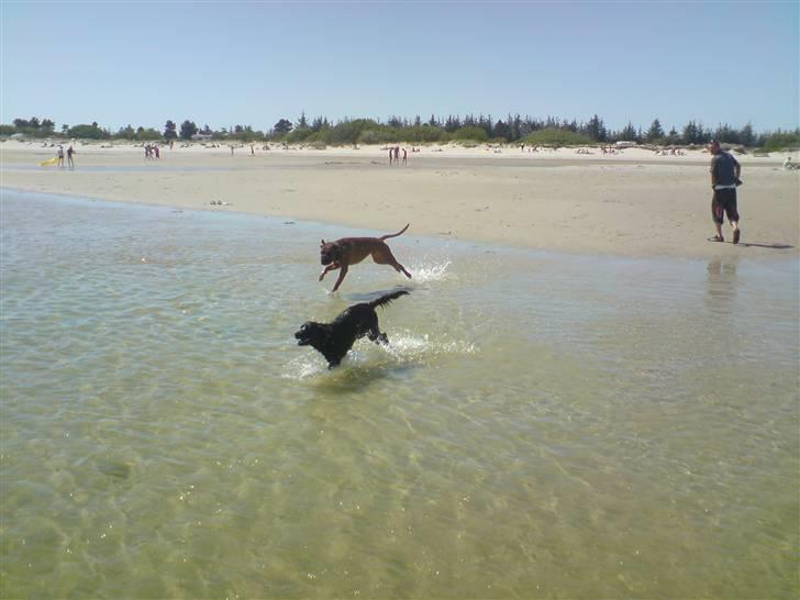 Boxer Champion Chiko - jeg er bar alt for cool billede 8