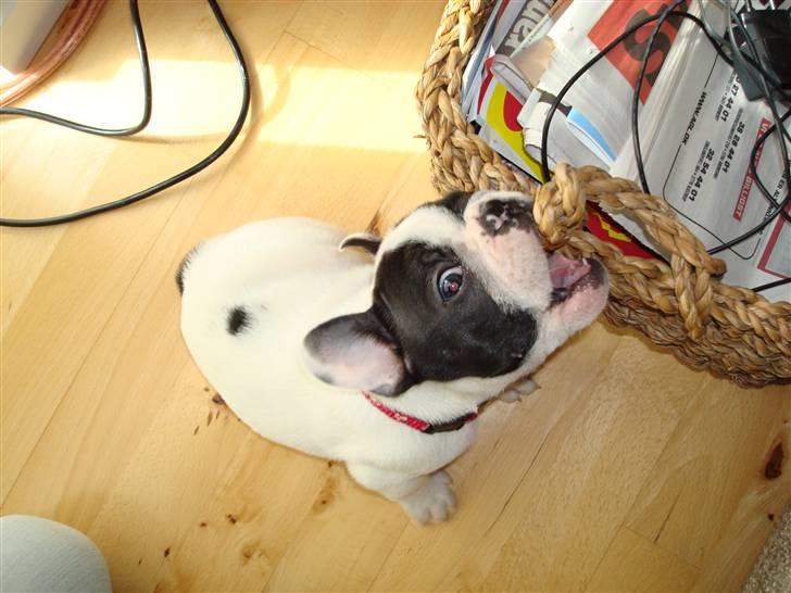 Fransk bulldog Ronja (Bellis) *død* - Så kom jeg hjem og er allerede igang med at gnave i det hele :) billede 11