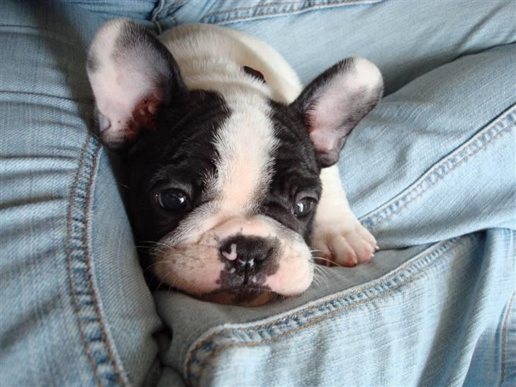 Fransk bulldog Ronja (Bellis) *død* - Men jeg kan nu stadig godt lide at putte billede 12