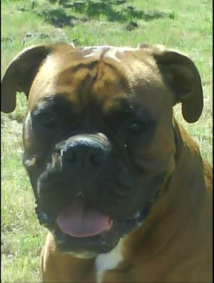 Boxer Champion Chiko - jeg ska´ li´ ha´ 5 min. mere billede 9