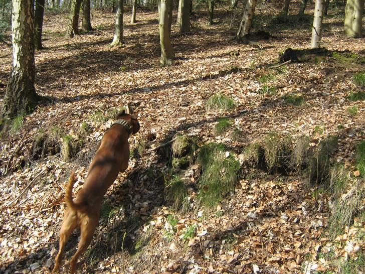 Boxer Champion Chiko - spring efter pinden... billede 10