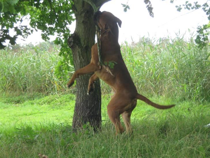 Boxer Champion Chiko - jeg prøver at fælde træet billede 11