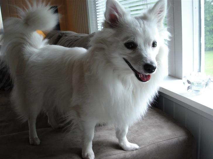 Volpino italiano molly billede 1