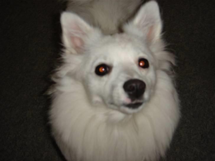 Volpino italiano molly billede 3