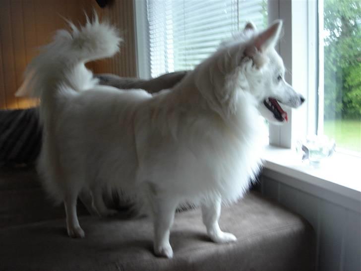 Volpino italiano molly billede 4