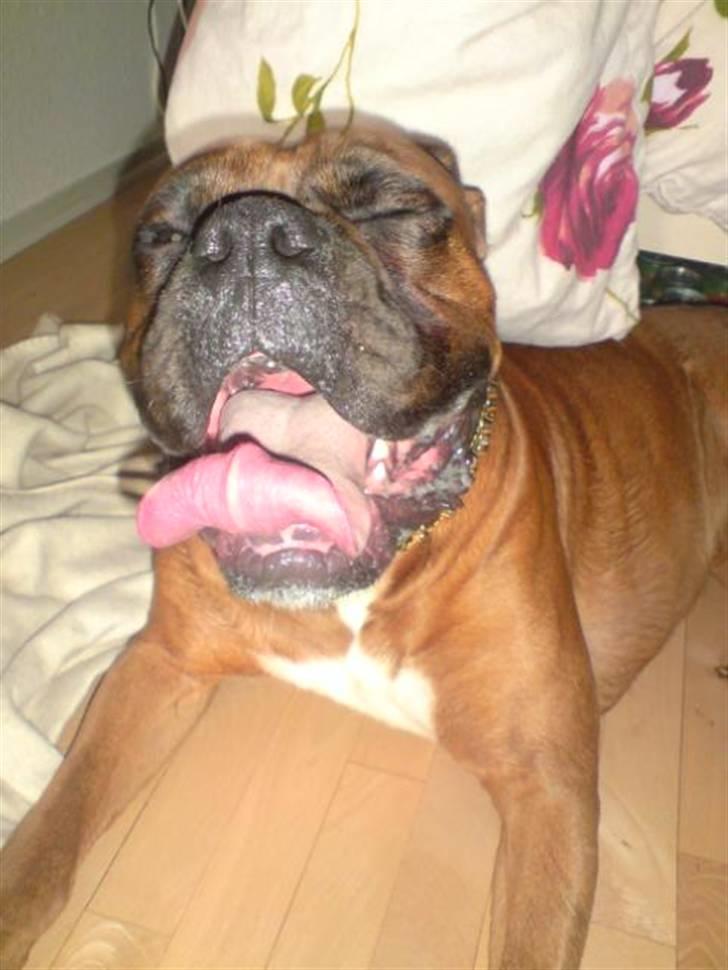 Boxer Champion Chiko - det er SÅ hårdt at lege billede 12