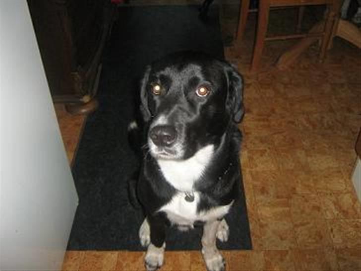 Blanding af racer charlie - charlie billede 1