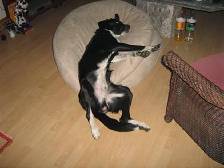 Blanding af racer charlie - den bedste måde at sove på billede 2