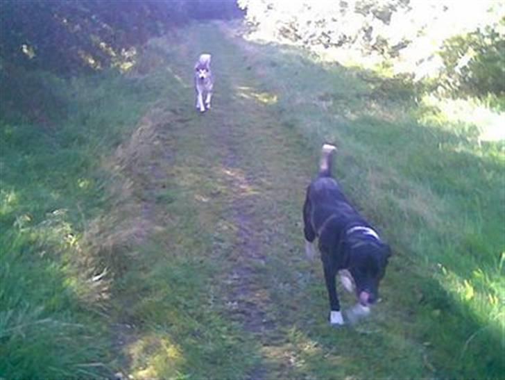 Blanding af racer charlie - det bedste i verden en løbetur billede 4