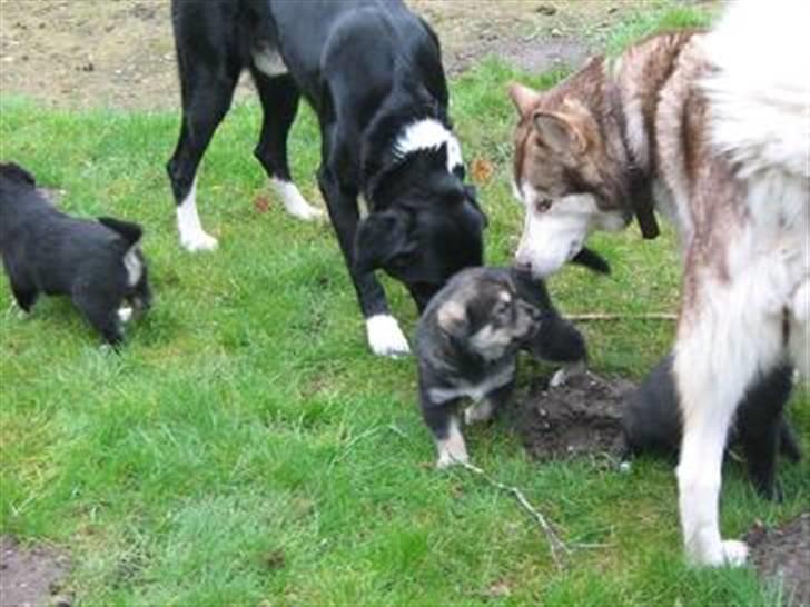 Blanding af racer charlie - sammen med samlever desi og deres hvalpe billede 7