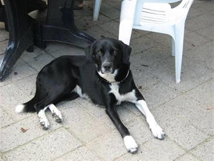 Blanding af racer charlie - hygge på terassen billede 8