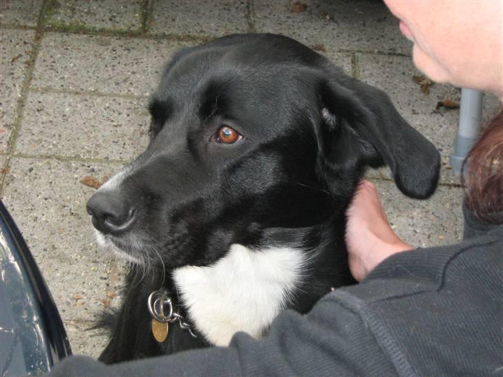 Blanding af racer charlie - elsker at blive nusset billede 9