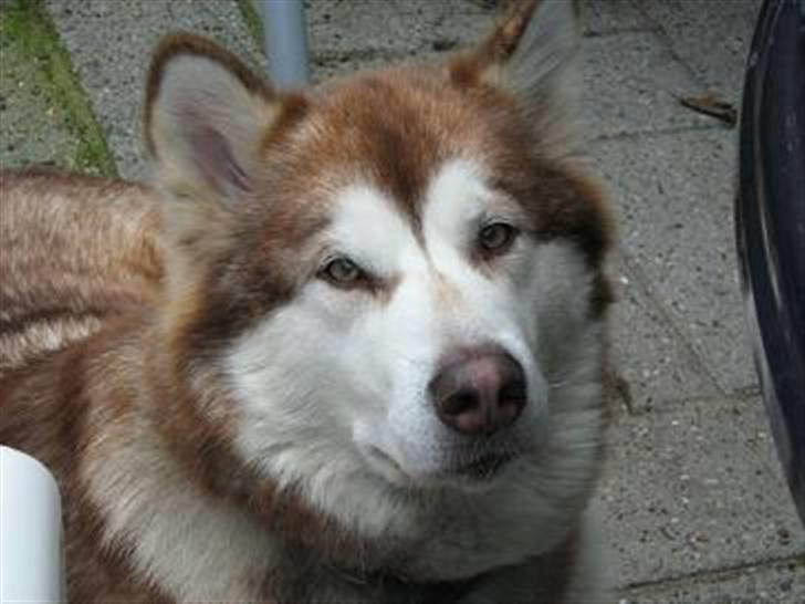 Blanding af racer charlie - charlies samlever desi. billede 10