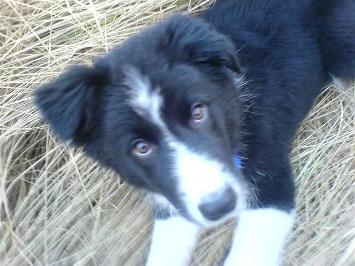 Border collie Balder - Balder billede 1