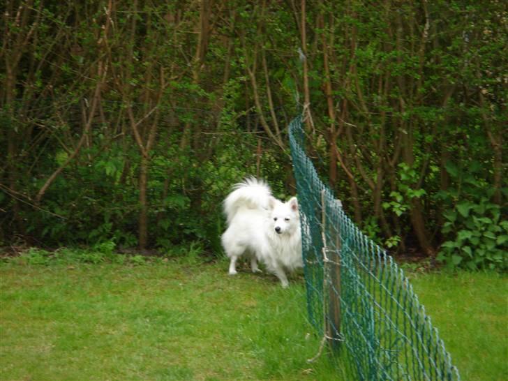 Volpino italiano molly billede 5