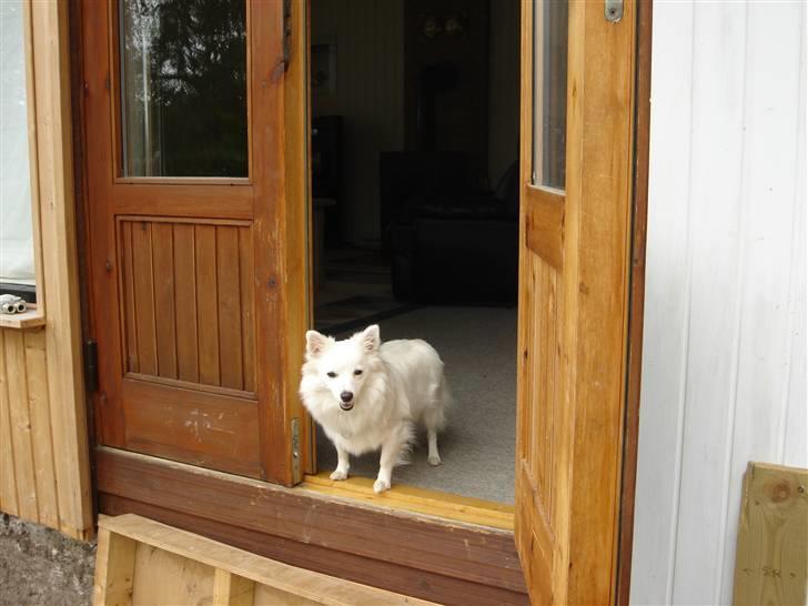 Volpino italiano molly billede 6