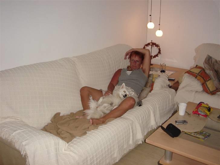 Volpino italiano molly billede 7