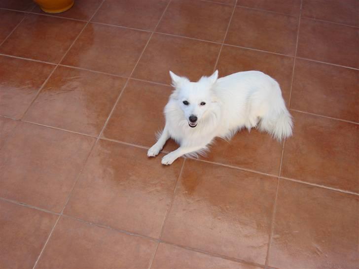 Volpino italiano molly billede 8