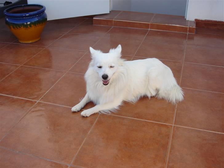 Volpino italiano molly billede 9