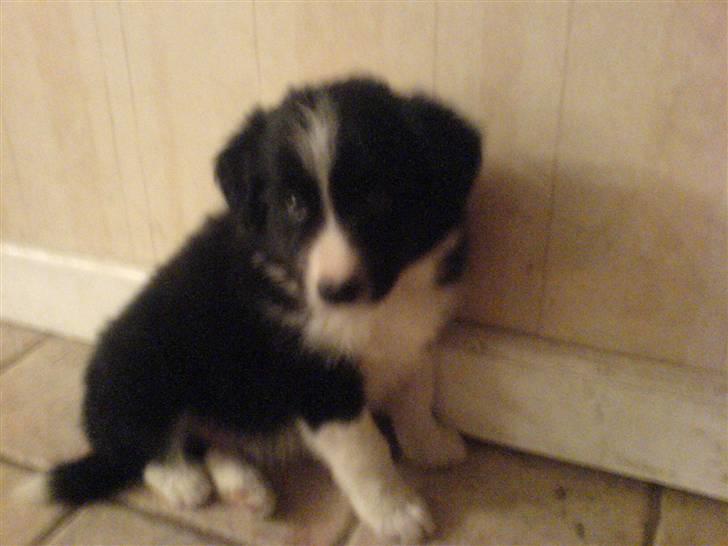 Border collie Balder - Balder,,lige før vi kunne tage ham med hjem ! billede 2