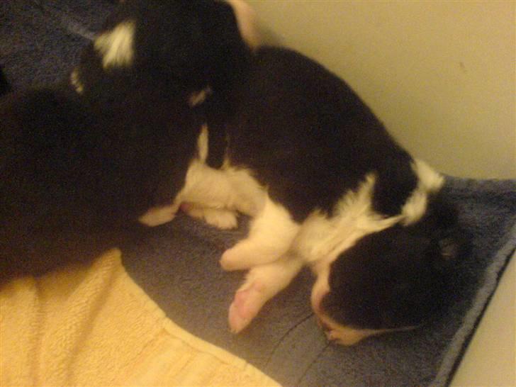 Border collie Balder - Balder,,da han knap nok kunne se! billede 3