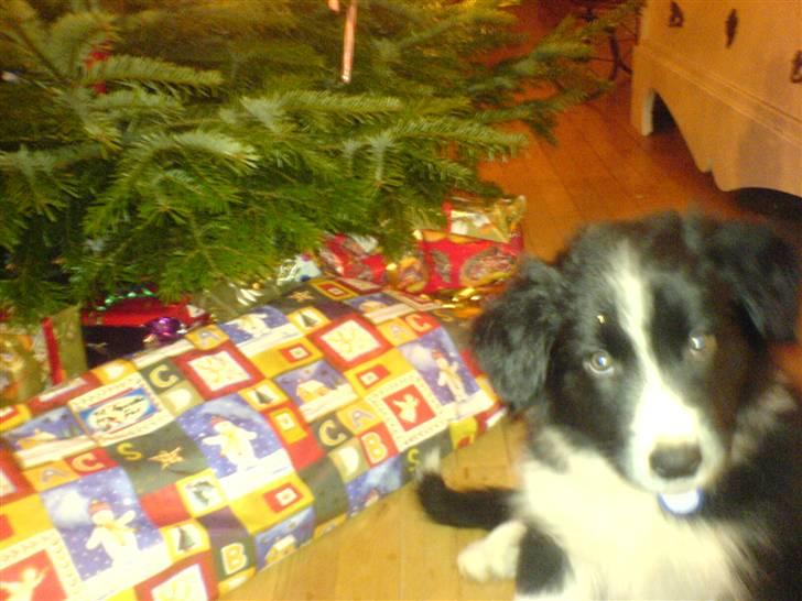 Border collie Balder - Balder,,dagen efter vi fik ham hjem, altså juleaften. billede 4