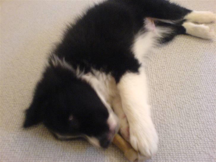Border collie Balder - Balder,,elsker kødben! :o) billede 5
