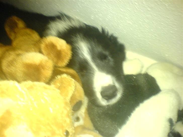 Border collie Balder - Balder,,da jeg fandt ham sove mellem mine bamser, efter at havde ledt i en time :o) billede 6