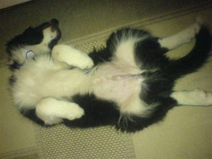 Border collie Balder - Balder,,sådan sover han bedst ? XD billede 7