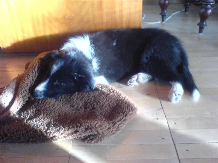 Border collie Balder - Balder,,det hård at være hund? :o) billede 8