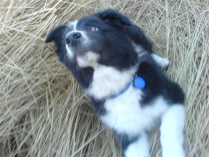 Border collie Balder - Balder,,skumel? :o) billede 9