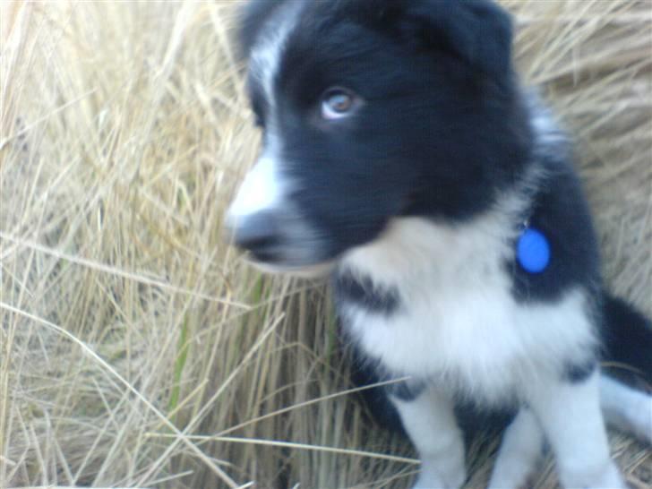 Border collie Balder - Balder,,elsker øjene! :o) billede 10