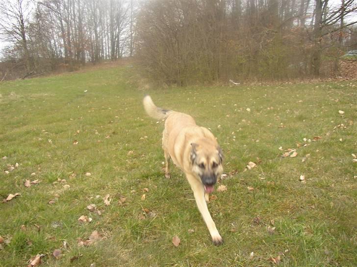 Blanding af racer Græsk gadehund, Ronja billede 20