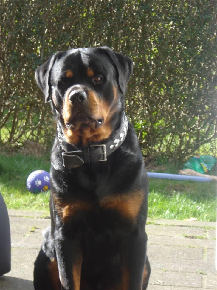 Rottweiler STUMP - Stump billede 1
