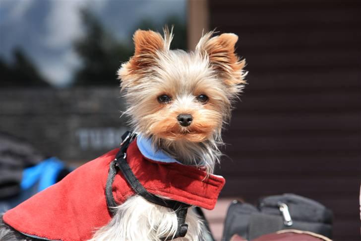 Yorkshire terrier Lille My billede 13