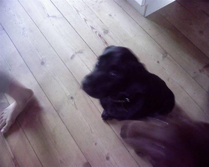 Labrador retriever Luke - da vi kiggede ham! billede 7