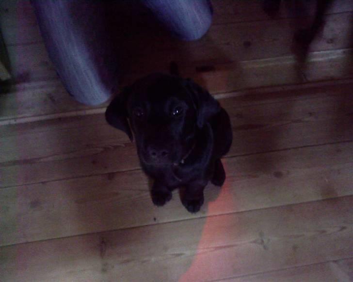 Labrador retriever Luke - og igen!! billede 8