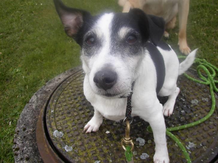 Jack russell terrier Funny R.I.P billede 15