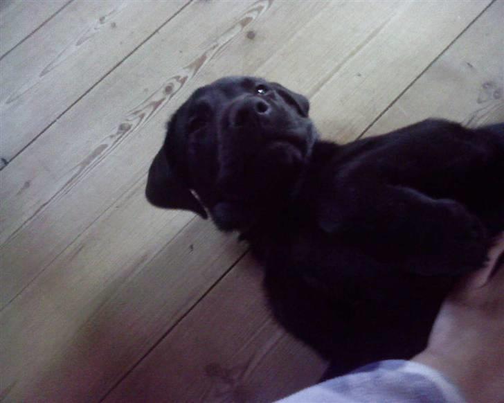 Labrador retriever Luke - fordi han er mere end dig! LOSER billede 9