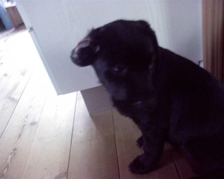 Labrador retriever Luke - det kan godt være at jeg ser sød ud men jeg er mega hård!! billede 10