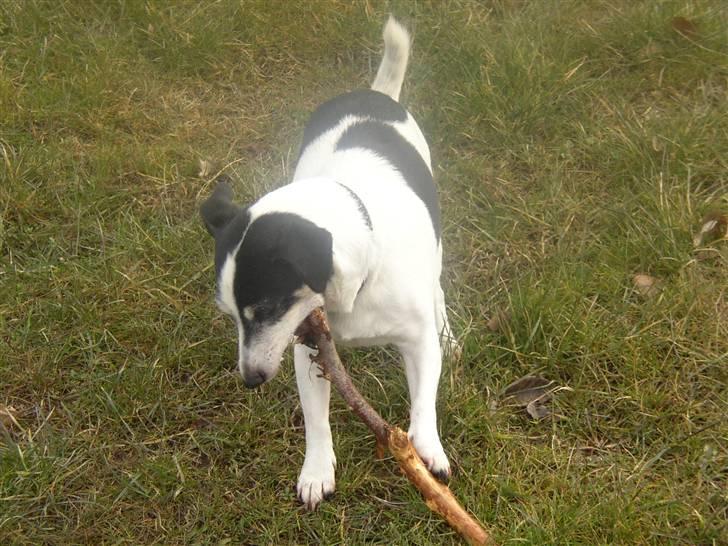 Jack russell terrier Funny R.I.P billede 16