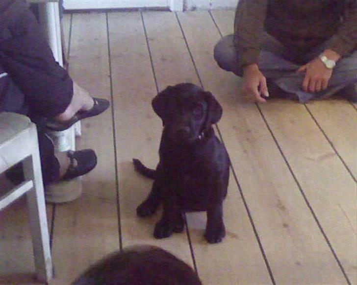 Labrador retriever Luke - lige kommet hjem billede 11