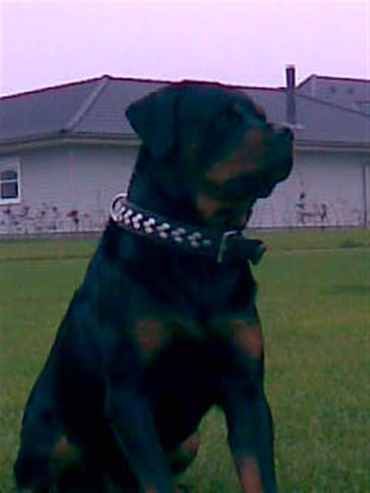 Rottweiler STUMP billede 2