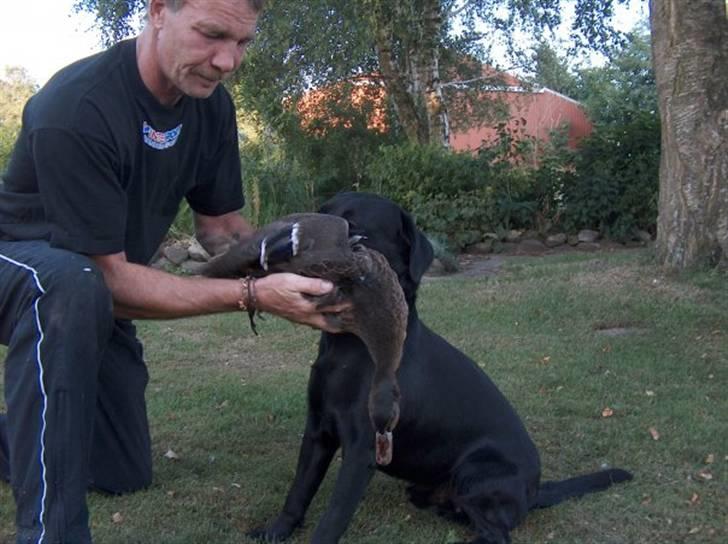 Labrador retriever Luke - jagt træning!<3 billede 12