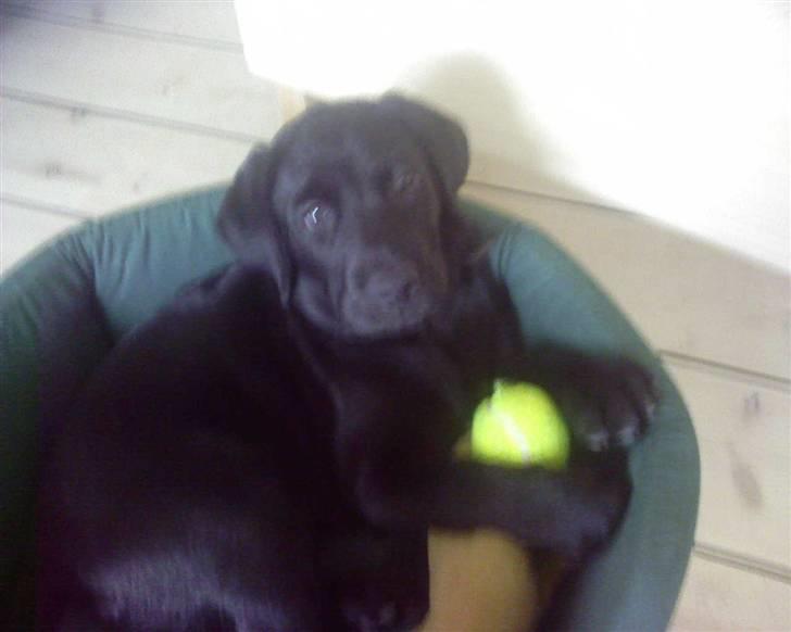 Labrador retriever Luke - jaja vi har fattet det er din boldt billede 13