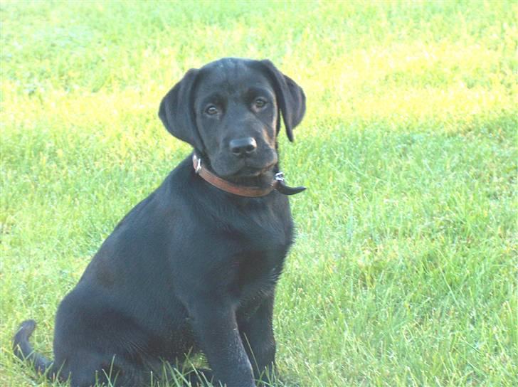 Labrador retriever Luke - igen<3 billede 14