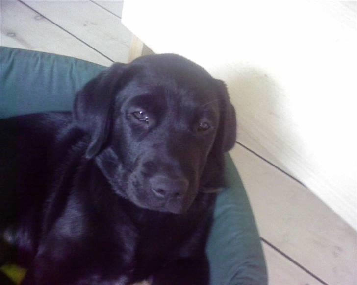 Labrador retriever Luke - igen igen<3 billede 15