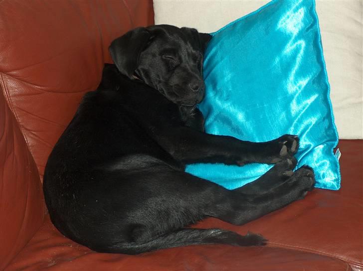 Labrador retriever Luke - sleeping<3 billede 16