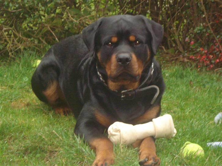 Rottweiler STUMP billede 3
