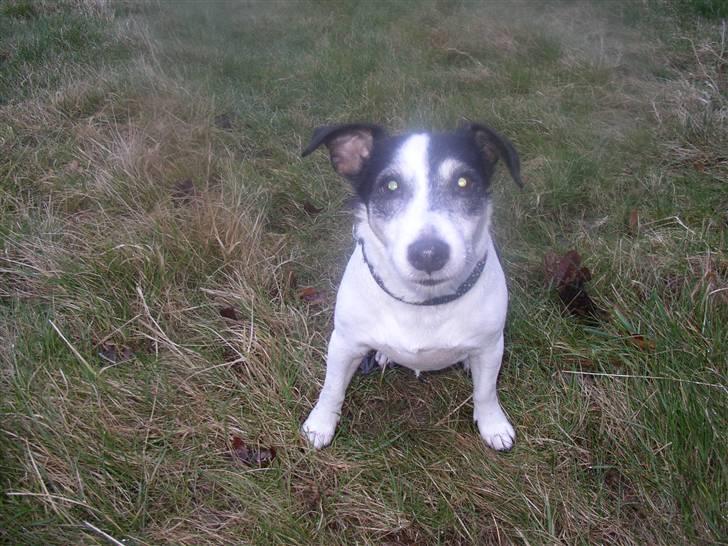 Jack russell terrier Funny R.I.P billede 17